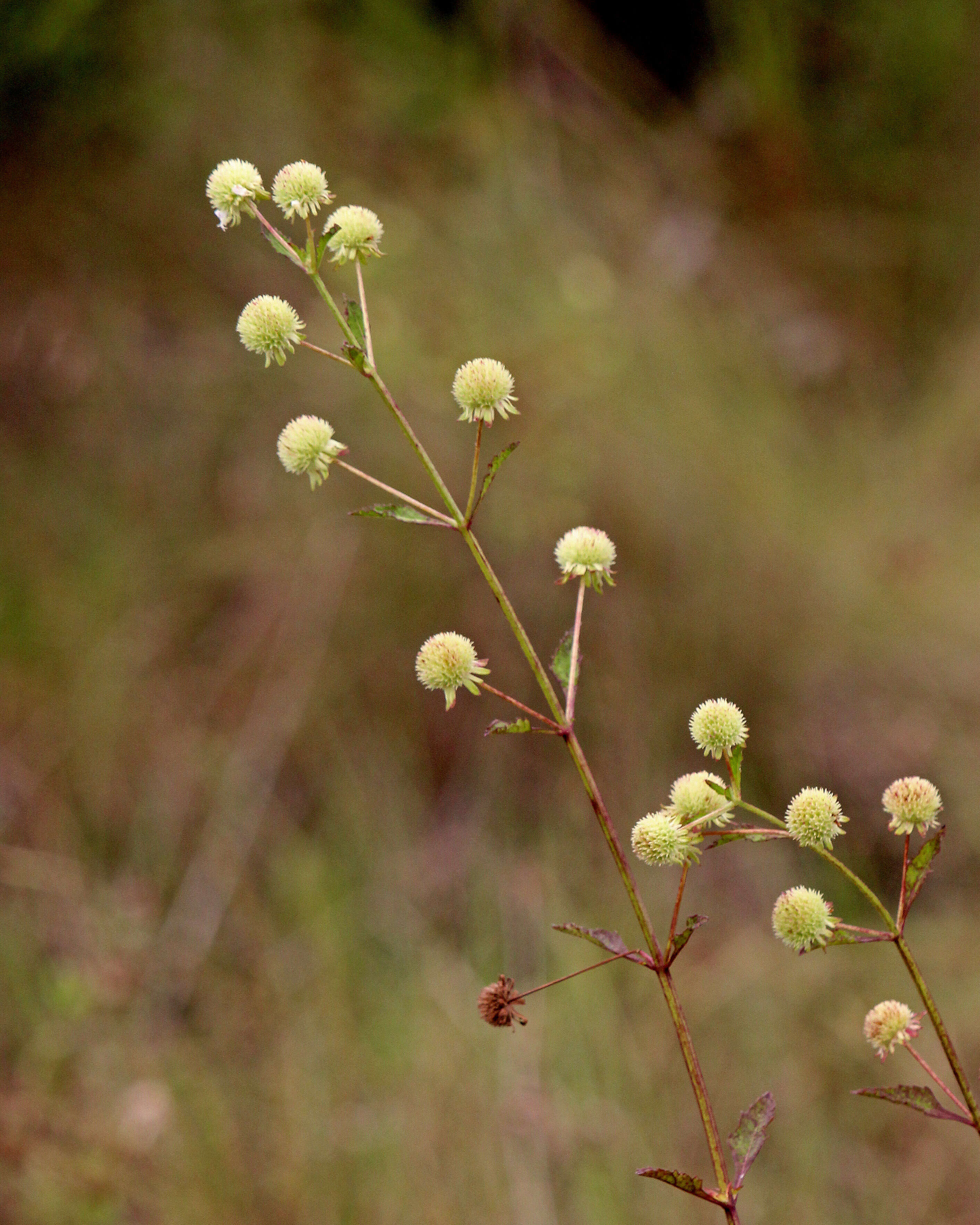 Image of clustered bushmint