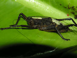 Image of Dieffenbachia concinna Croat & Grayum