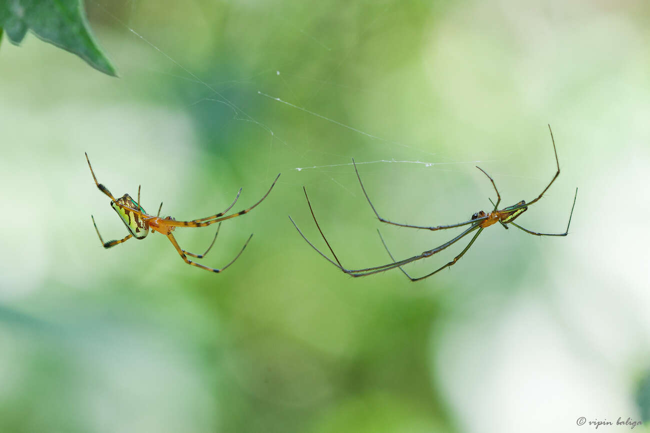 Image of Leucauge decorata (Blackwall 1864)