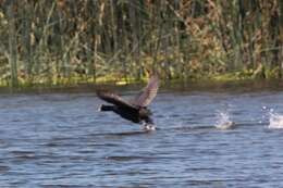 Image of Crested Coot