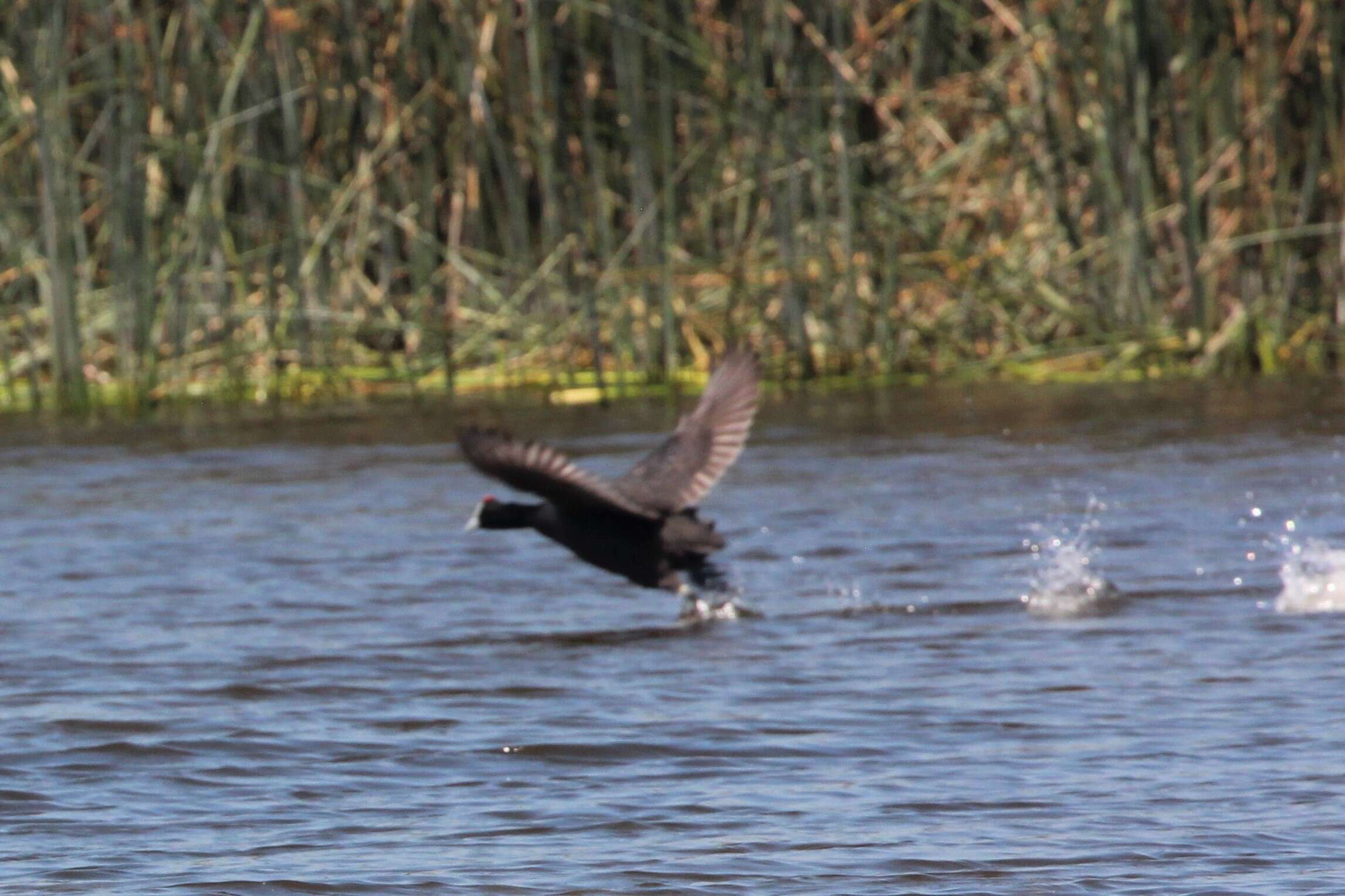 Image of Crested Coot