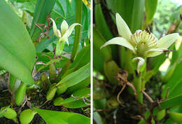 Image de Prosthechea fragrans (Sw.) W. E. Higgins