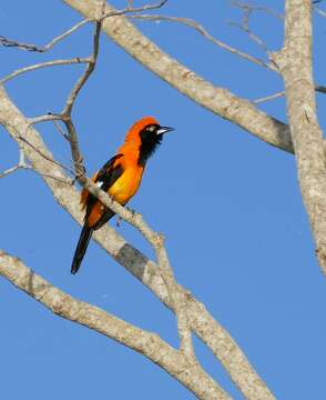 Imagem de Icterus croconotus (Wagler 1829)