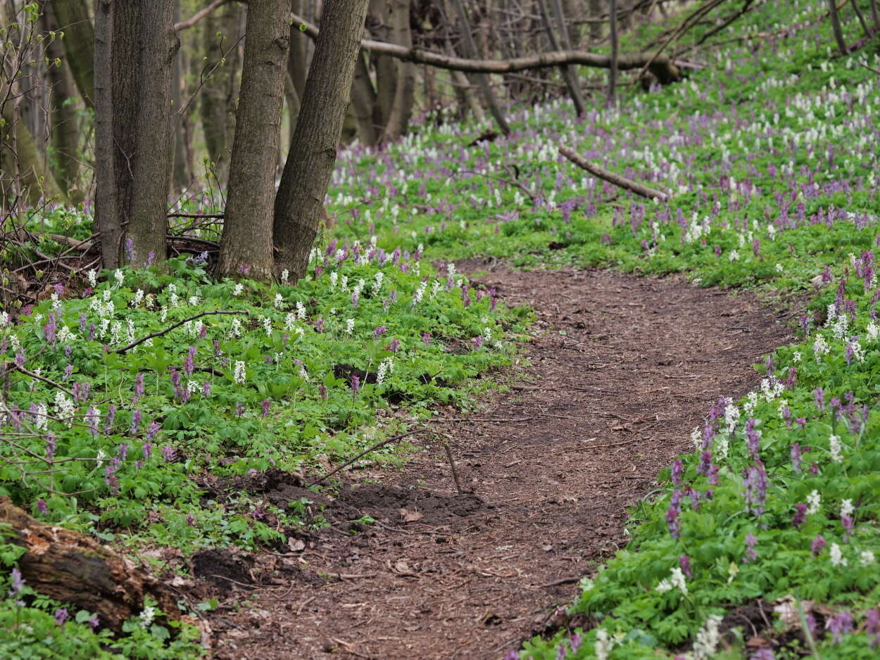 Слика од Corydalis cava (L.) Schweigger & Koerte