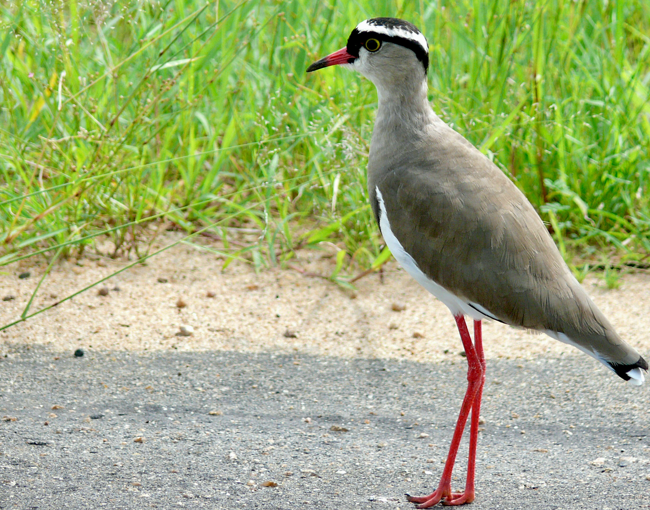 صورة Vanellus coronatus (Boddaert 1783)