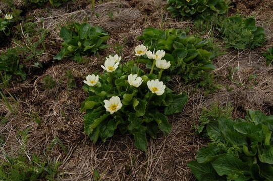 Image of white marsh marigold