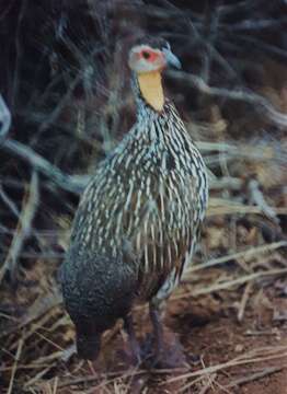 Pternistis leucoscepus (Gray & GR 1867) resmi