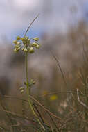 Image of Mediterranean onion