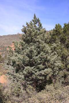 Image de Cupressus arizonica var. glabra (Sudw.) Little