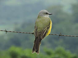 Image of Tropical Kingbird