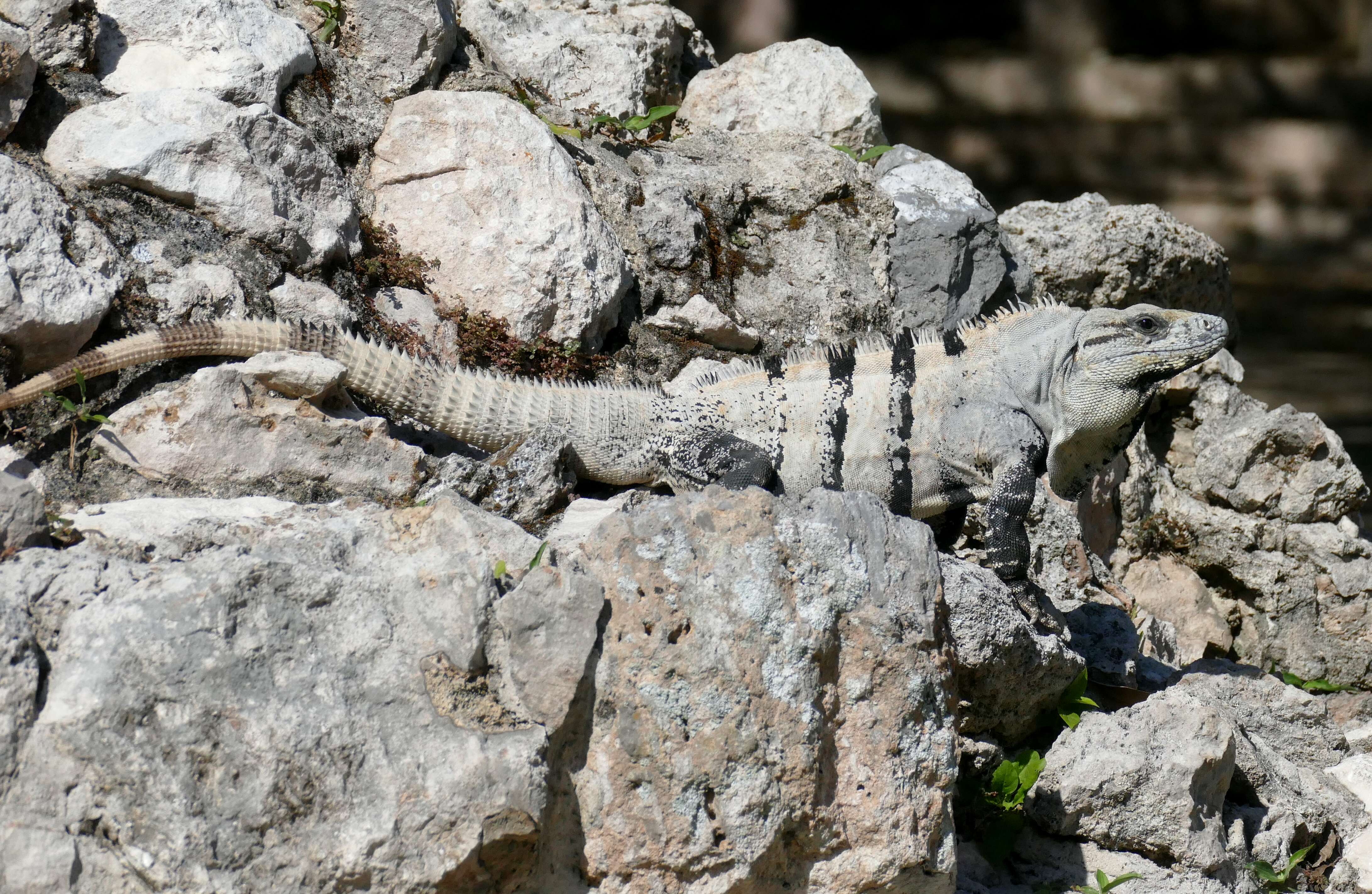 Image of Ctenosaura