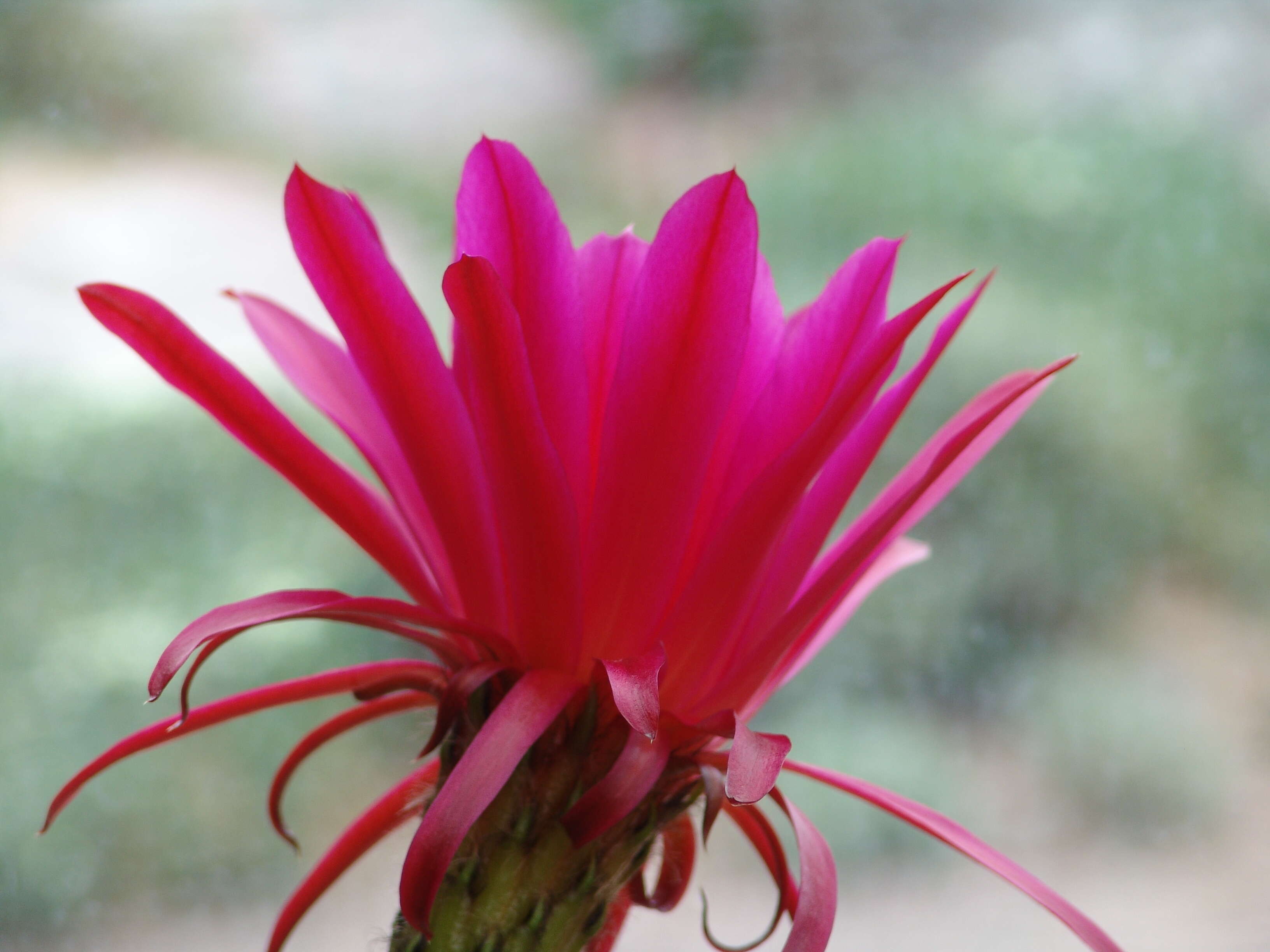 Echinopsis resmi