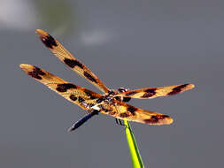 Image of Flutterers (Dragonflies)