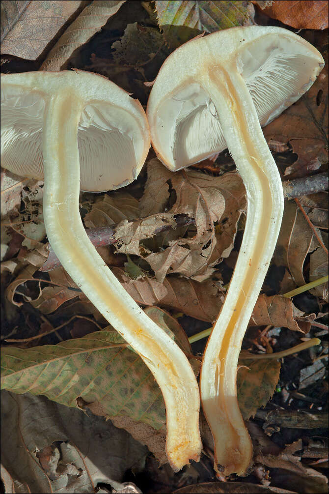 Image of Hypholoma