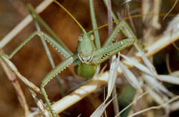 Image of Common Predatory Bush-cricket