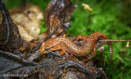 Image of Pygmy Salamander