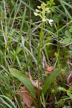 Image of Platanthera bifolia subsp. bifolia