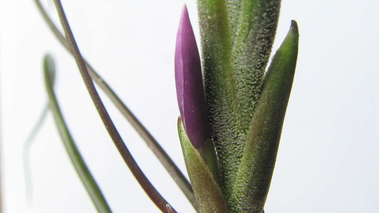 Image of bulbous airplant