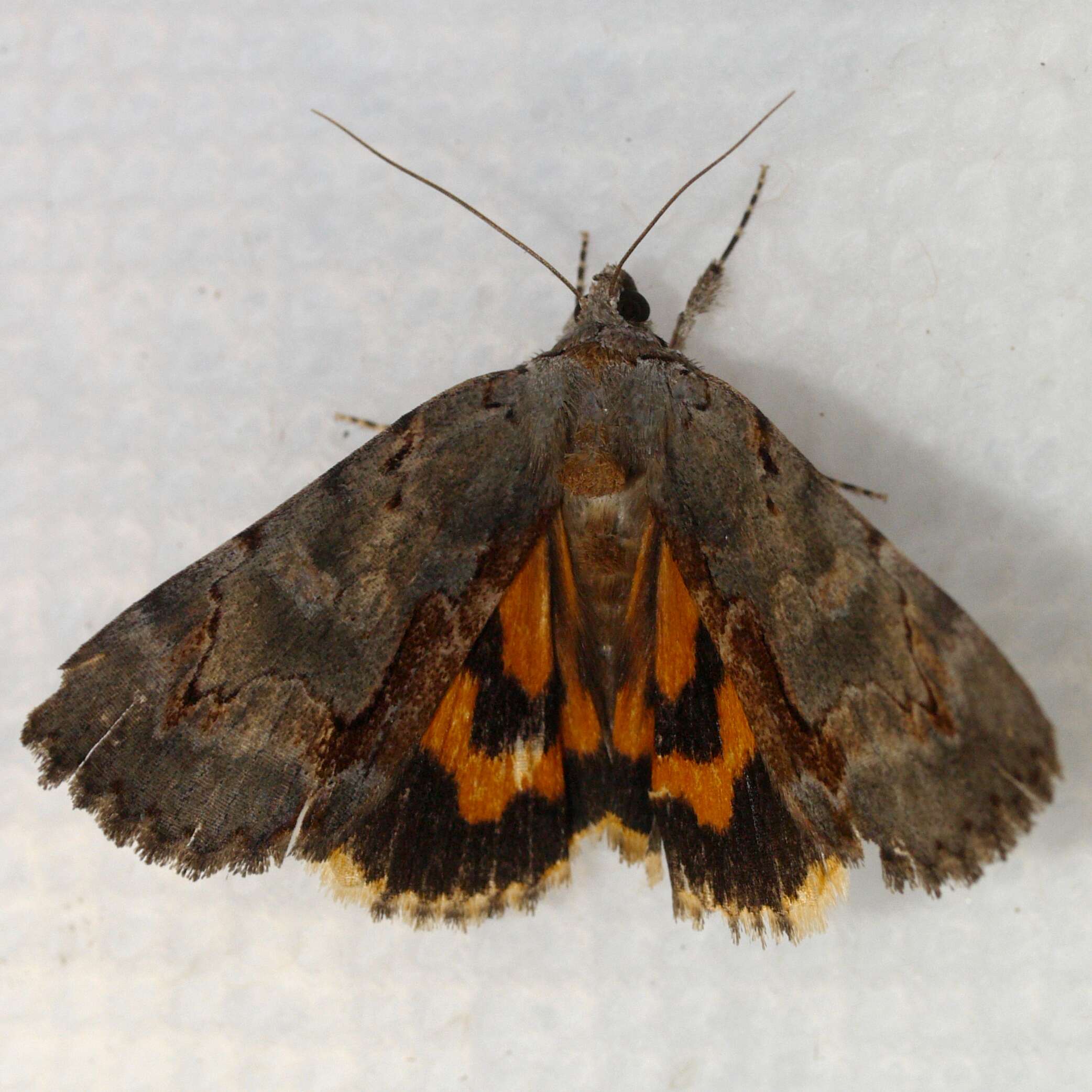 Image of Woody Underwing