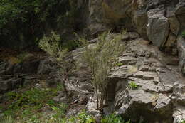 Image of littleleaf mountain mahogany