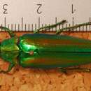 Image of Chrysochroa baudoni Descarpentries 1963