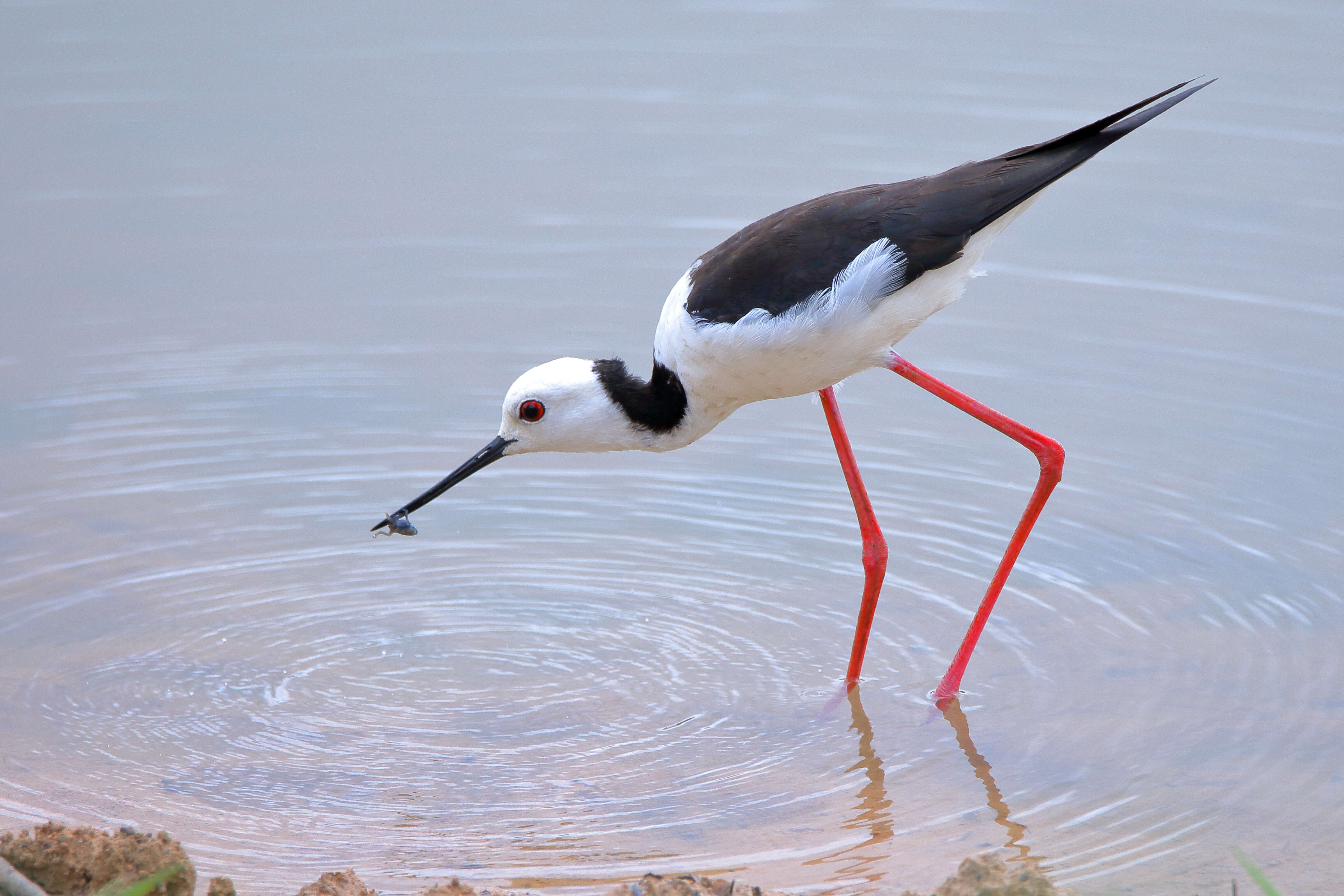 Image of Pied Stilt