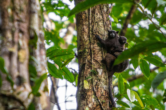 Image of Saddle-back tamarin