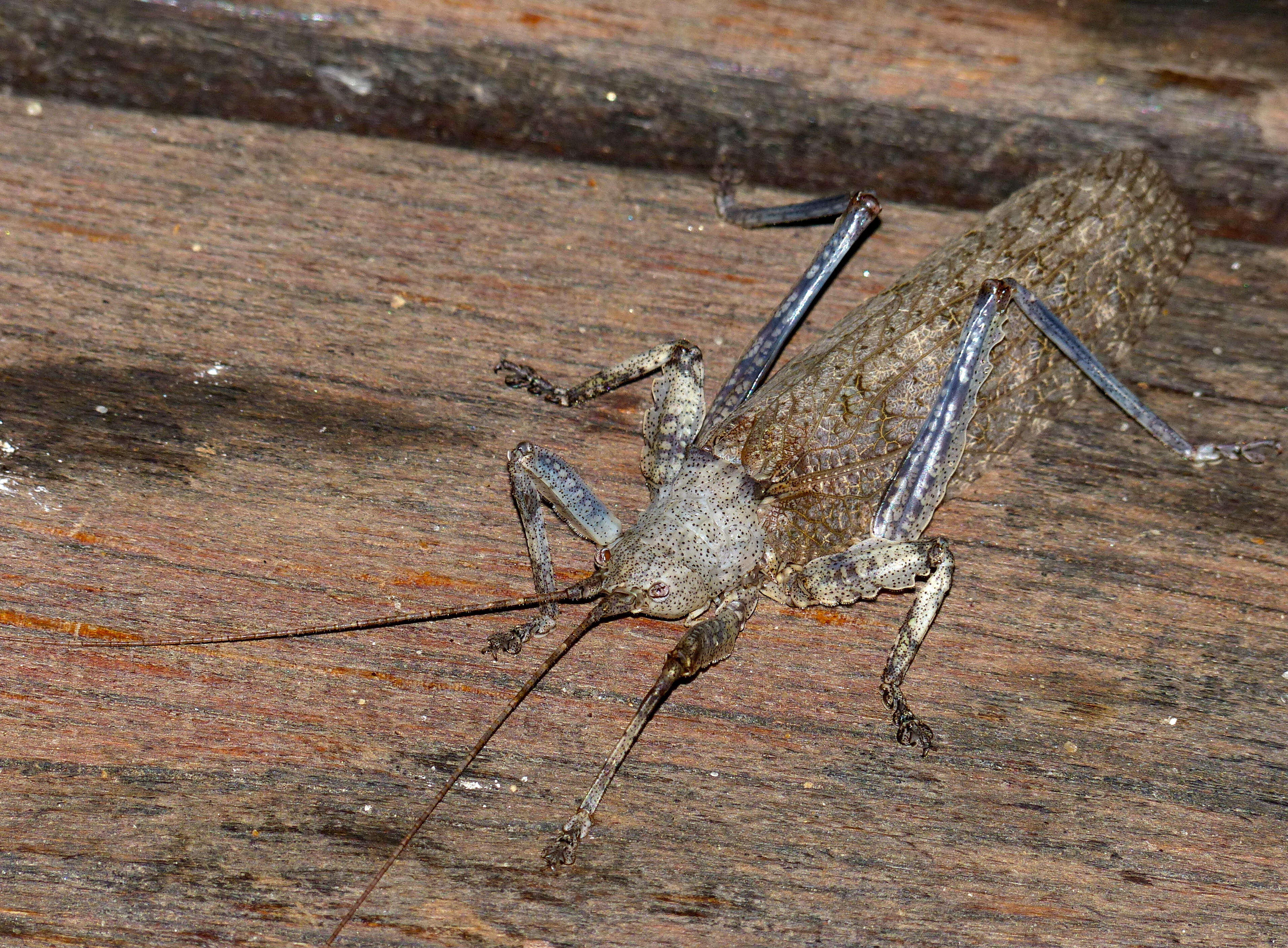 Image de Cymatomerella