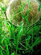 Image of carpetgrass