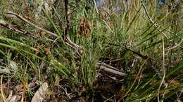 Image of curlygrass fern