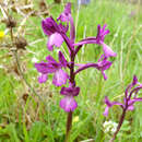 Image of Anacamptis boryi (Rchb. fil.) R. M. Bateman, Pridgeon & M. W. Chase