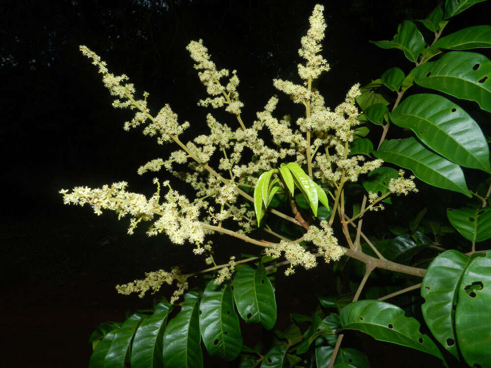 Слика од Tapirira guianensis Aubl.