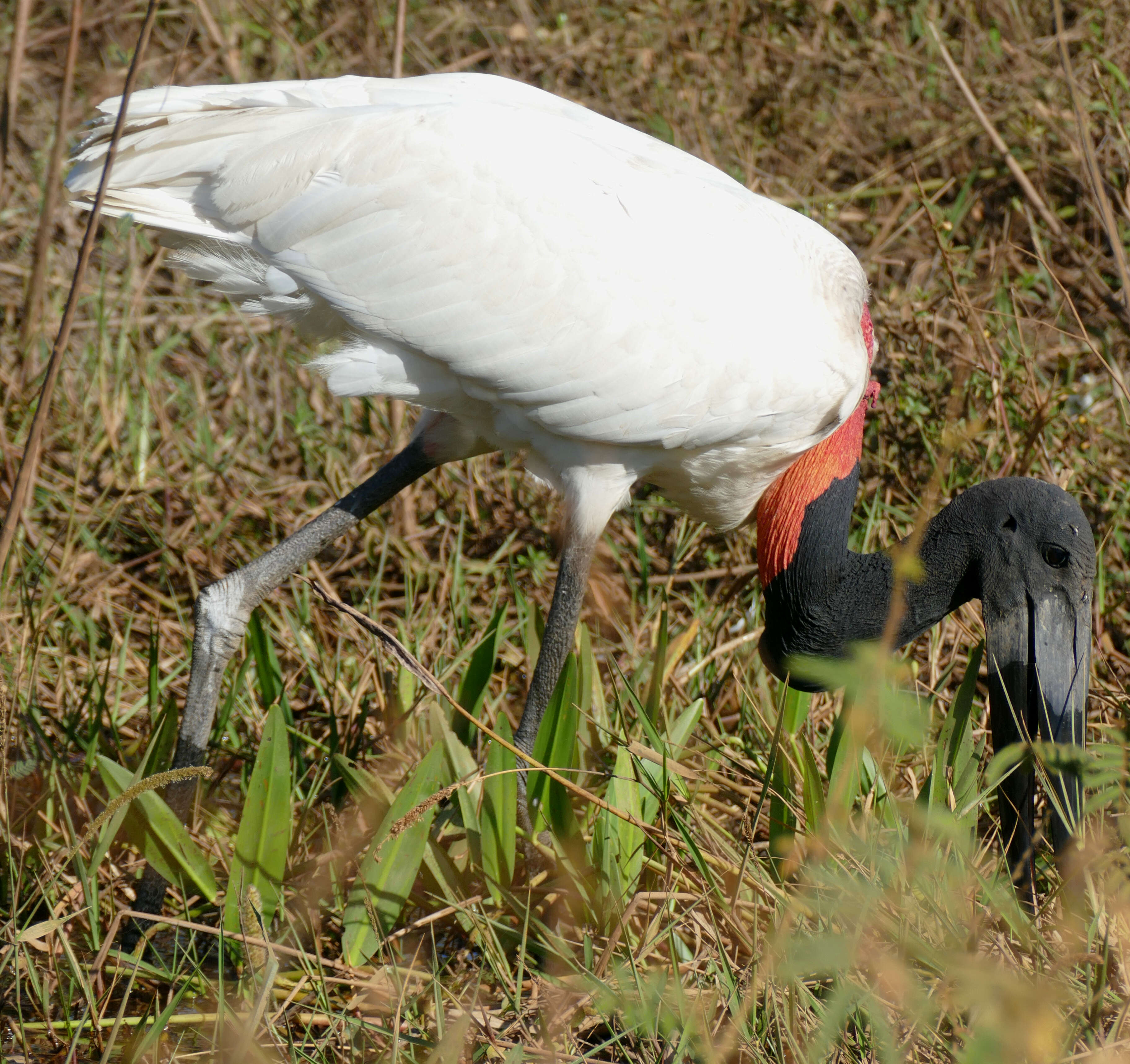 Image of Jabiru Hellmayr 1906