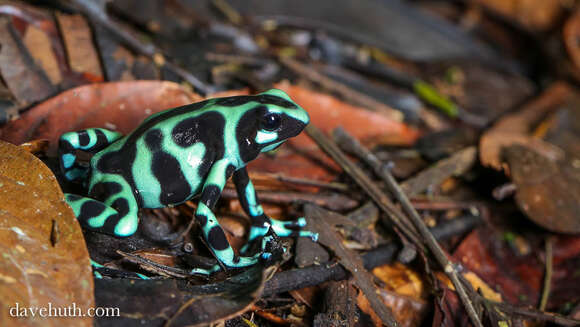 Image of Dendrobates Wagler 1830