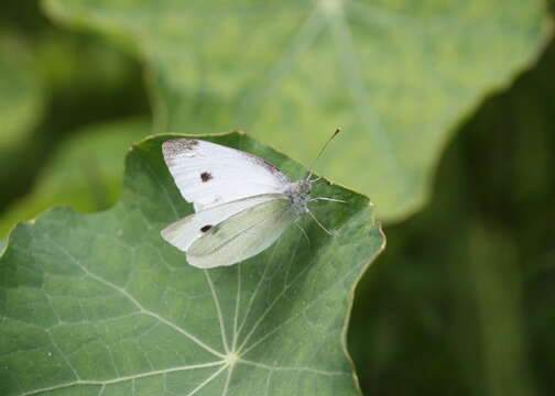 Image of small white