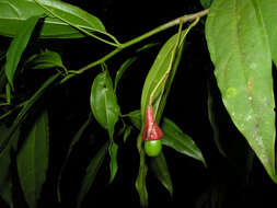 صورة Aiouea neurophylla (Mez & Pittier) R. Rohde