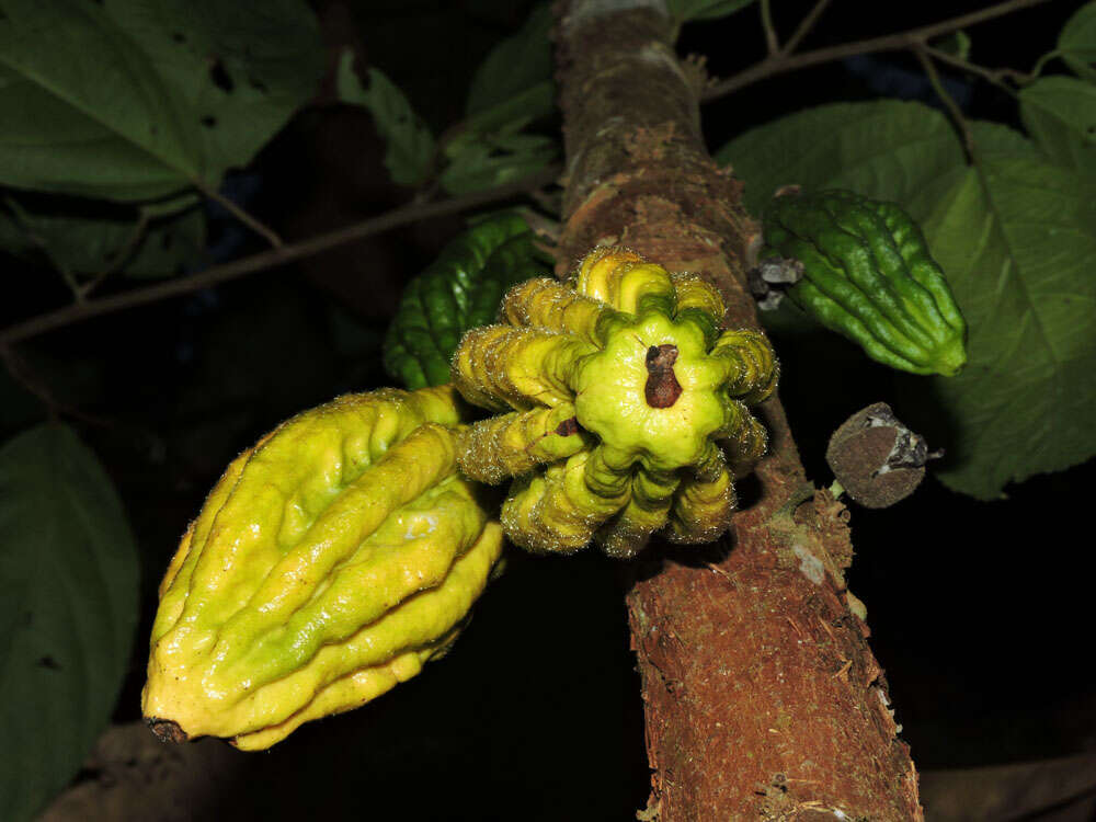 Слика од Herrania purpurea (Pittier) R. E. Schult.