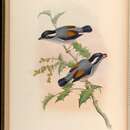 Imagem de Pteruthius flaviscapis (Temminck 1836)