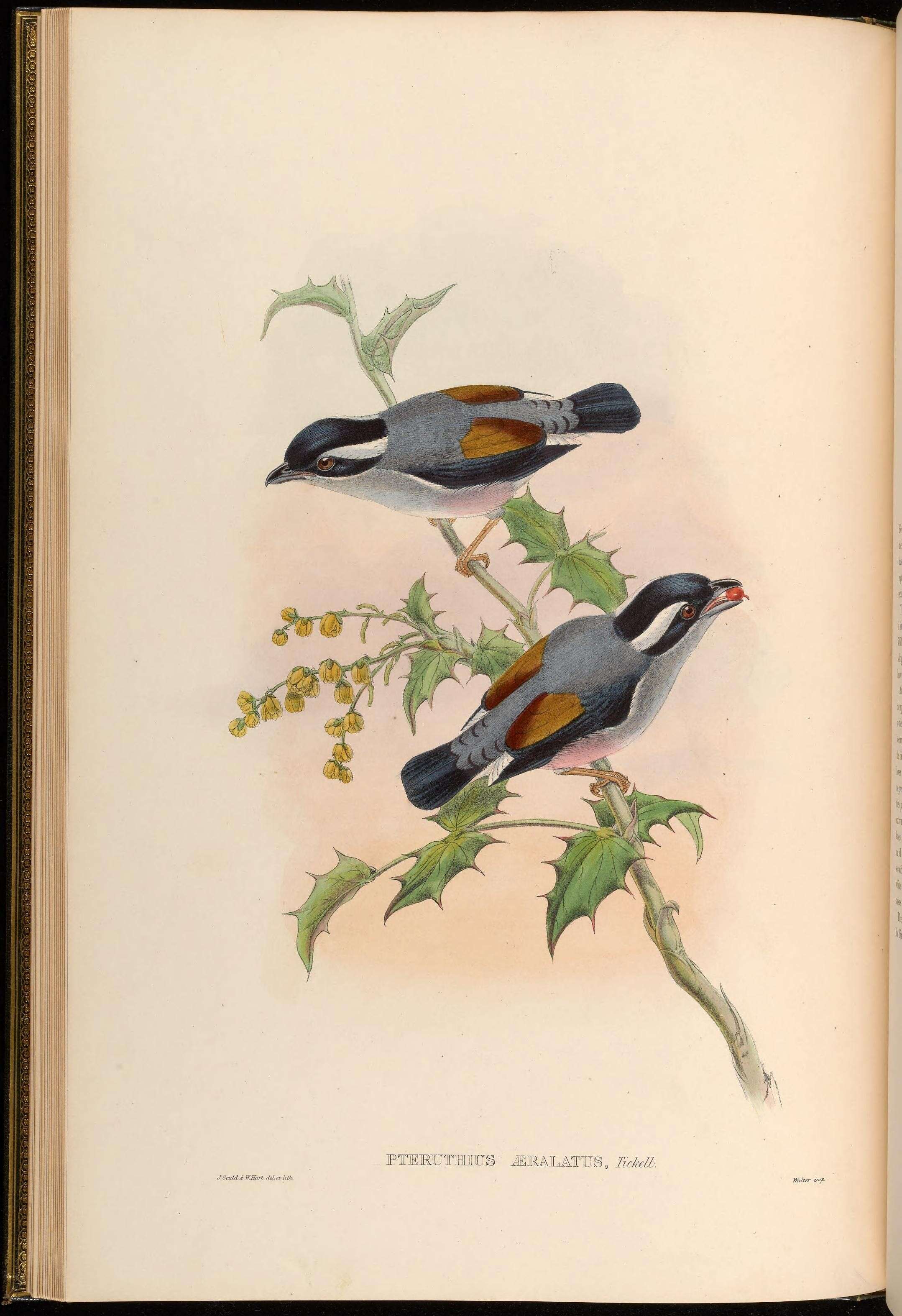 Imagem de Pteruthius Swainson 1832