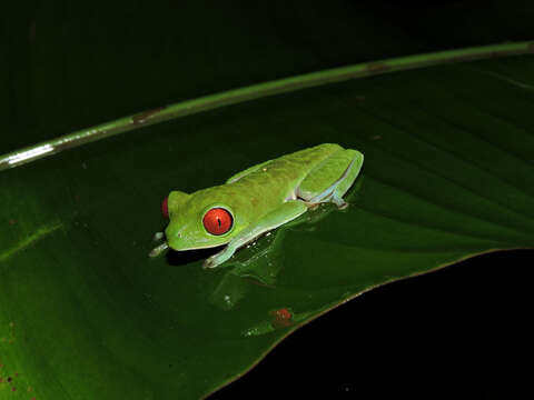 Imagem de Agalychnis callidryas (Cope 1862)