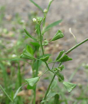 Image of shepherd's purse