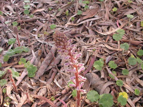 Image of clover broomrape