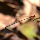 Image of Amphicnemis gracilis Krüger 1898