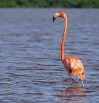 Imagem de Phoenicopterus Linnaeus 1758