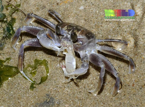 Image of Horned Ghost Crab