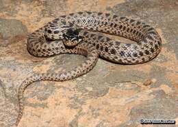 Image of East-Four-lined Ratsnake