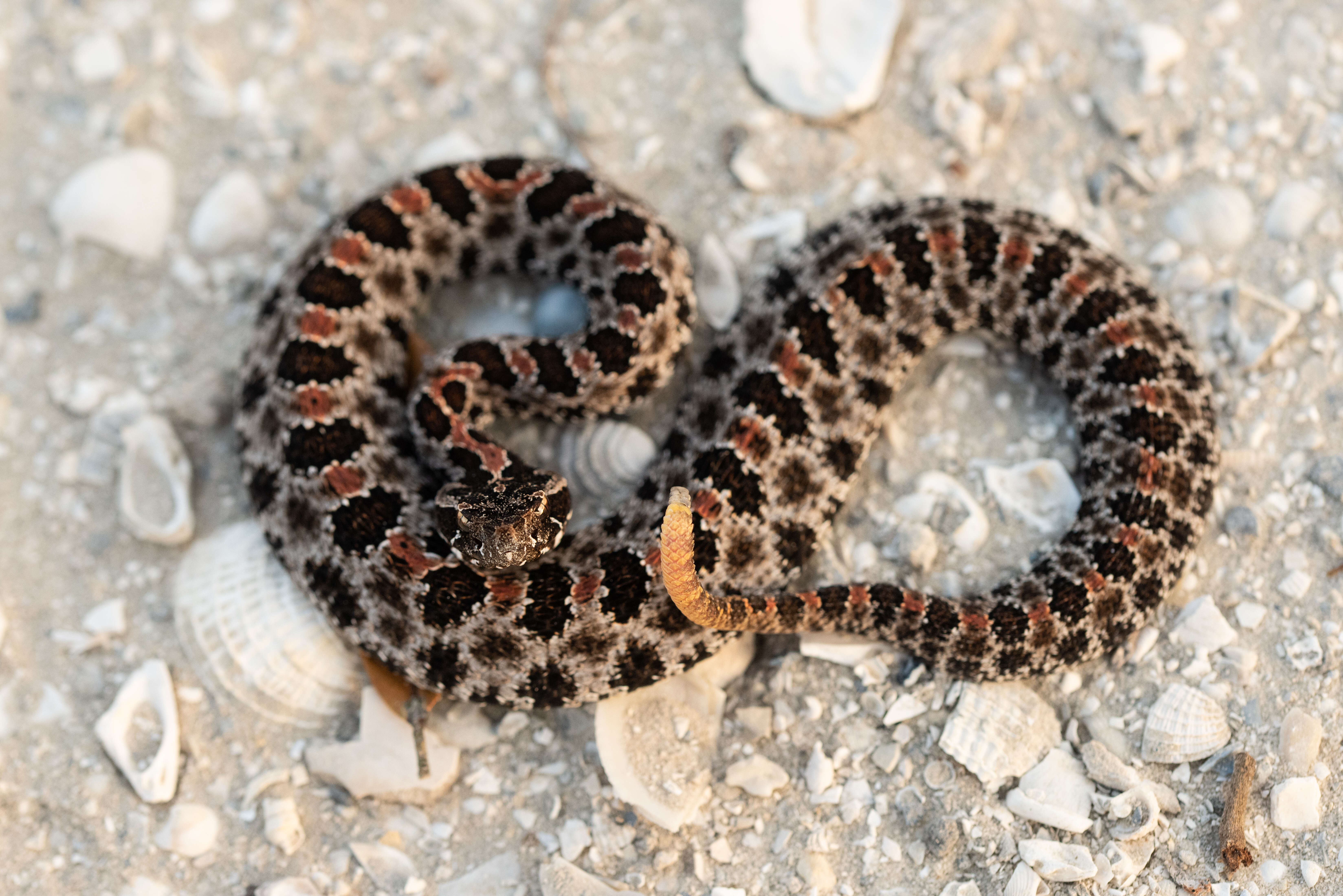 Image of pigmy rattlesnake