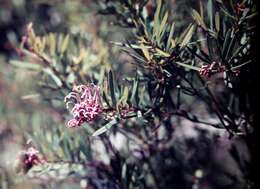 Image of Grevillea sericea (Sm.) R. Br.