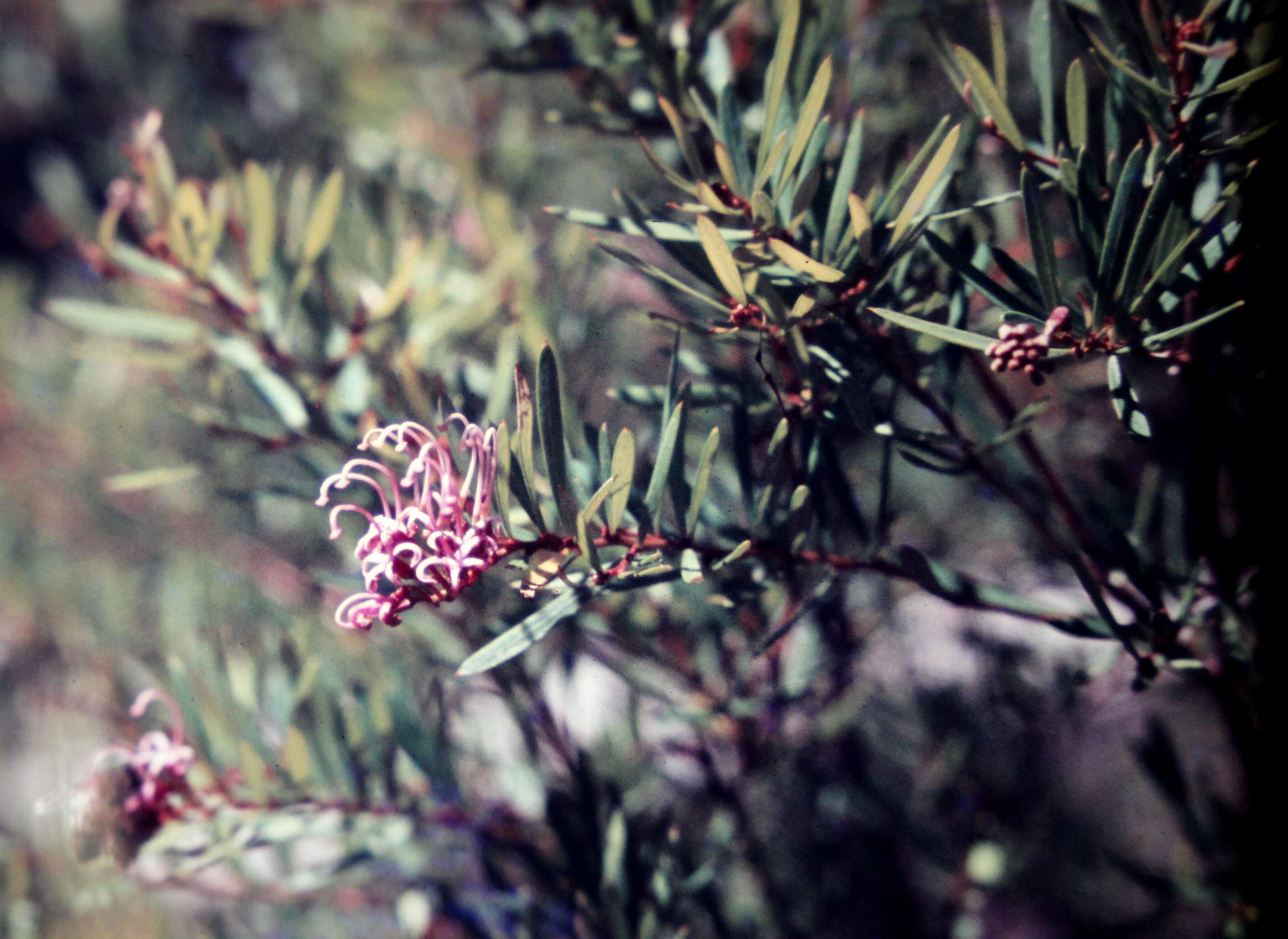 Image of Grevillea sericea (Sm.) R. Br.