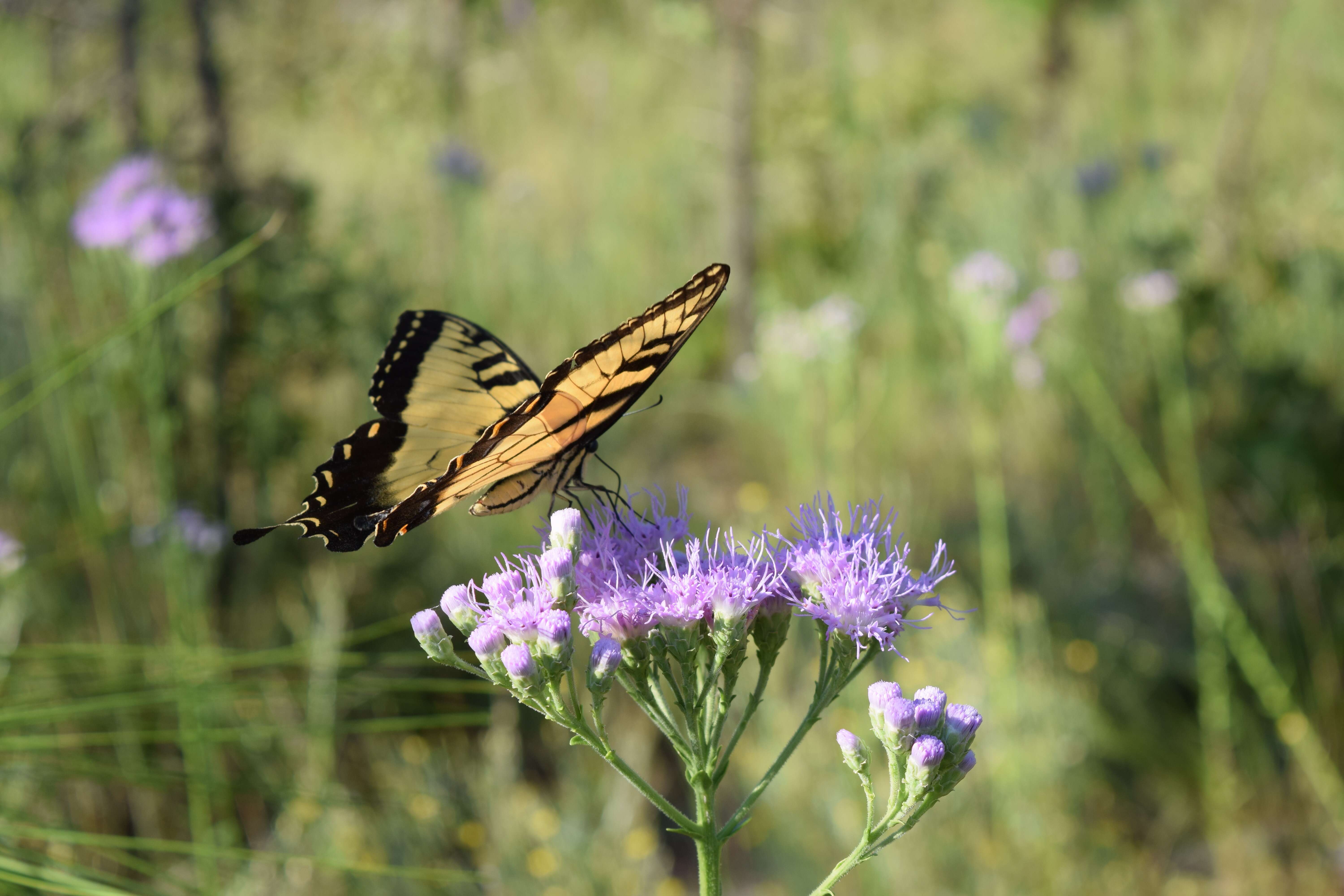 Image of Papilio